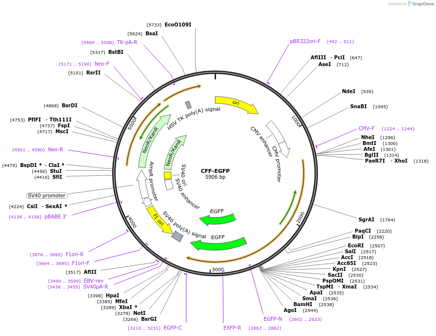 86061-plasmid-map-sequence-id-177941
