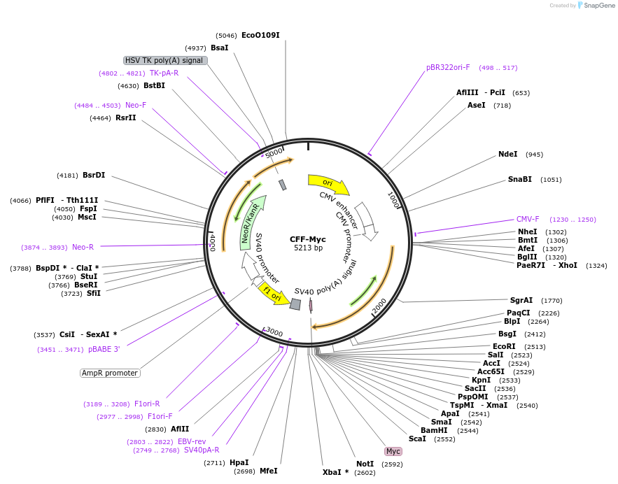 86062-plasmid-map-sequence-id-177942