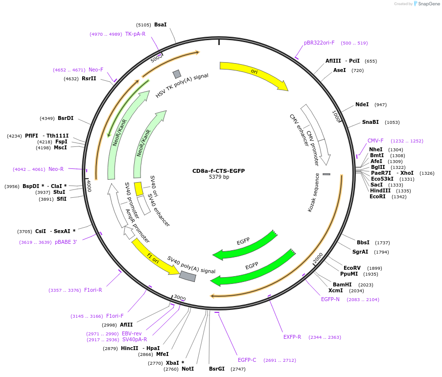 86063-plasmid-map-sequence-id-177944