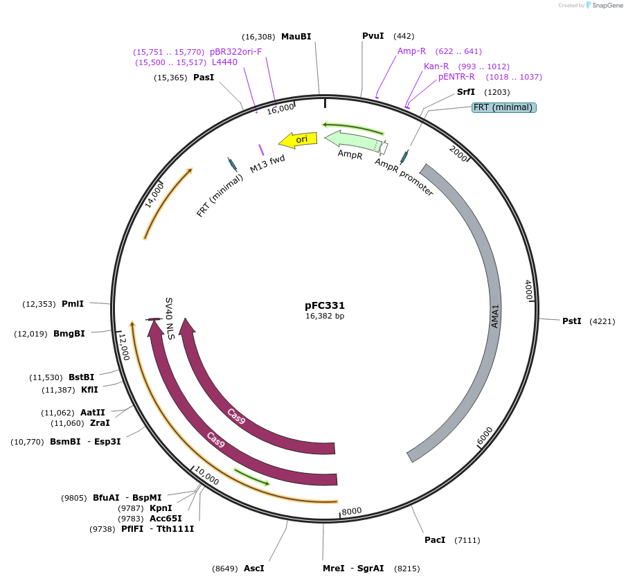 87843-plasmid-map-sequence-id-177947