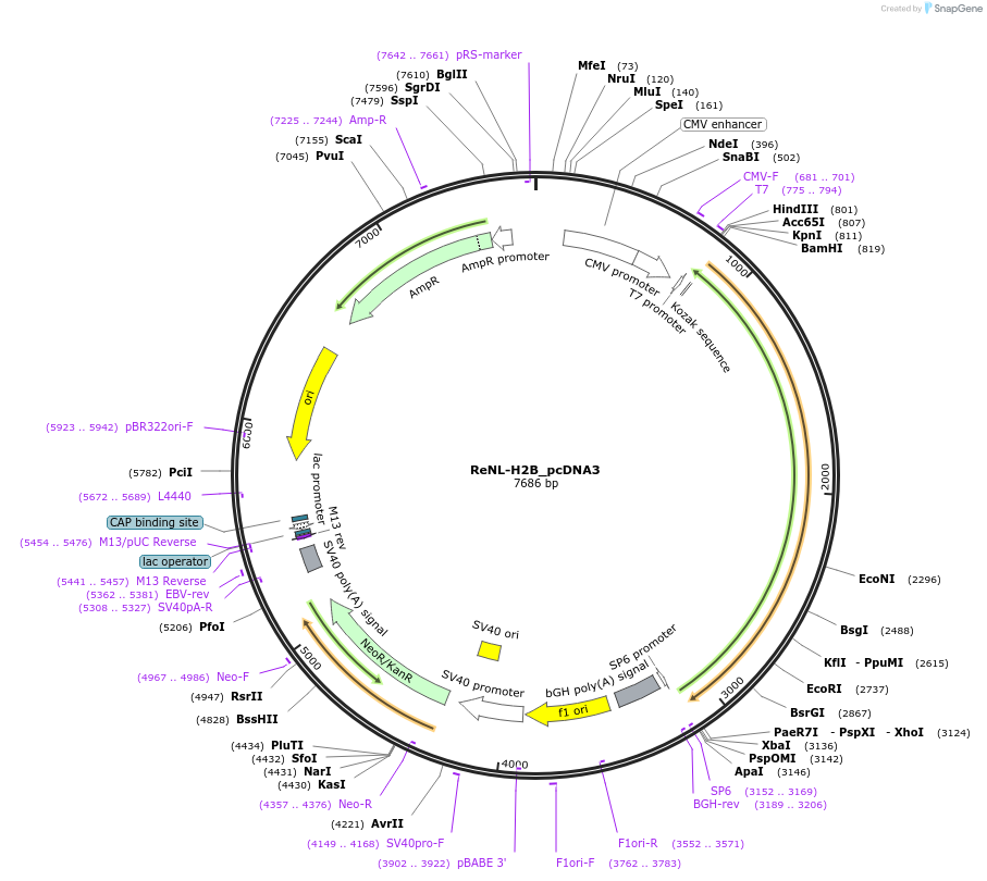 89534-plasmid-map-sequence-id-177958