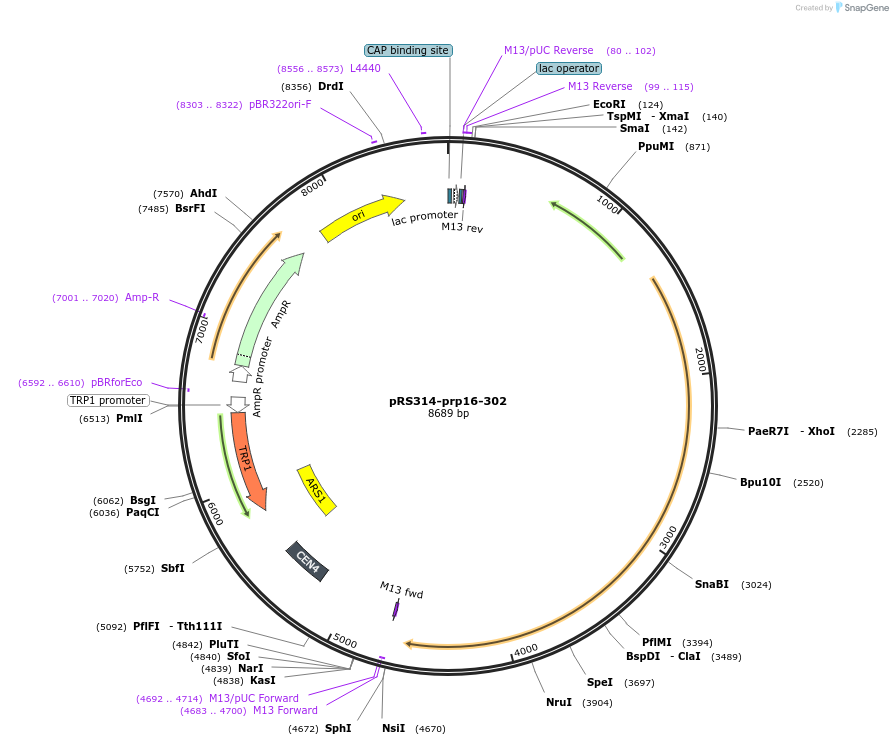 89974-plasmid-map-sequence-id-177966