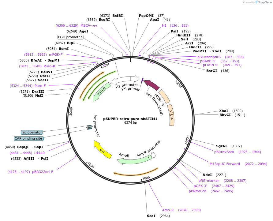 89816-plasmid-map-sequence-id-177967