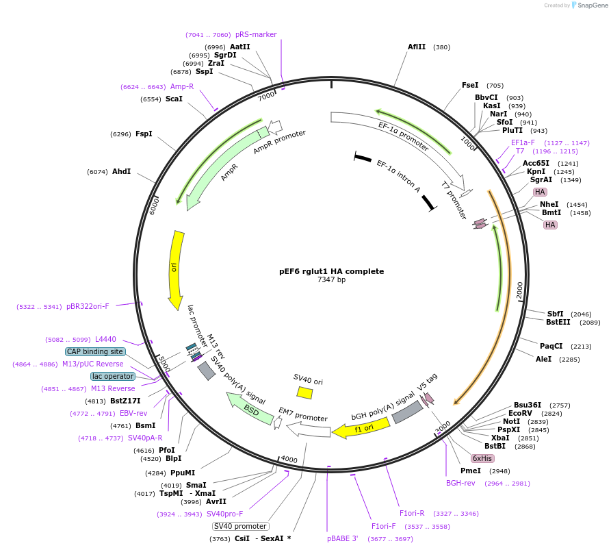89572-plasmid-map-sequence-id-177980
