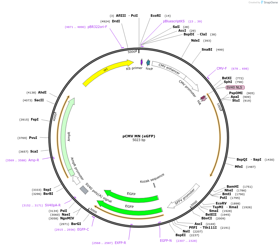 89932-plasmid-map-sequence-id-177997