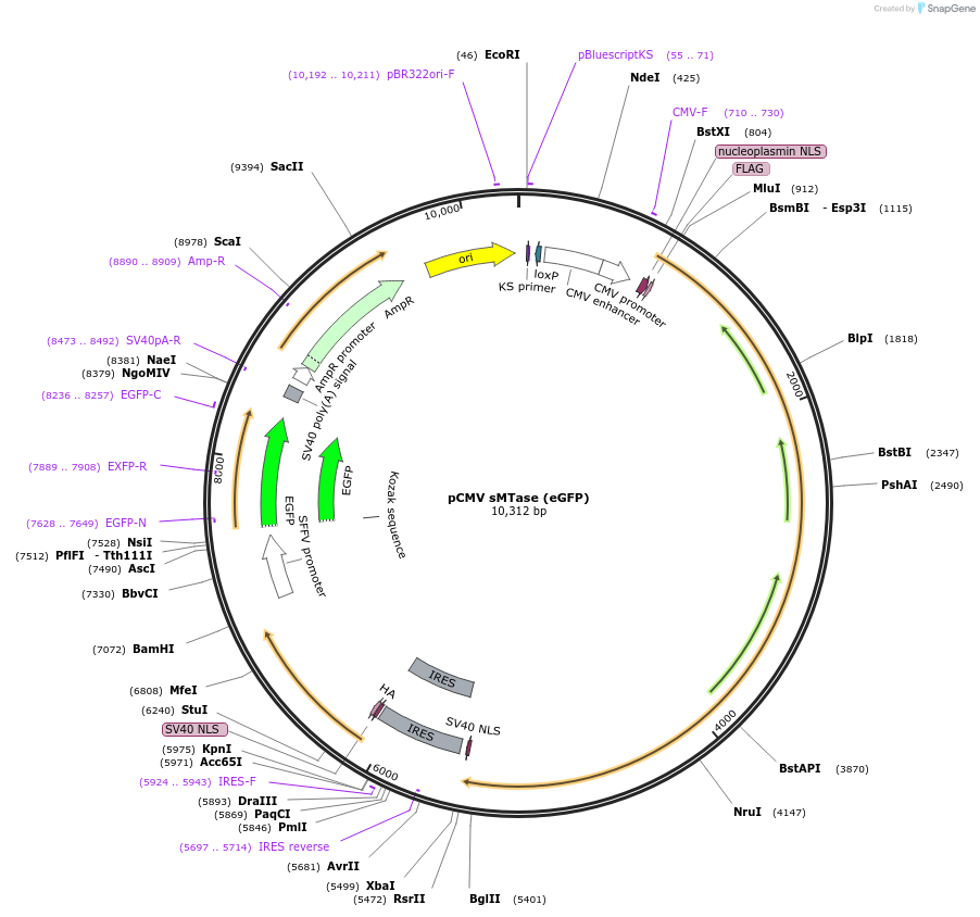 89930-plasmid-map-sequence-id-178000