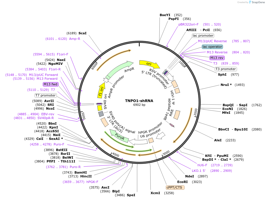 86082-plasmid-map-sequence-id-178003