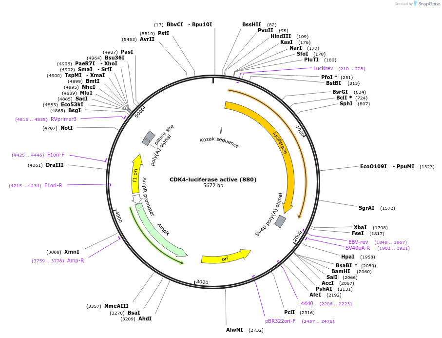 86657-plasmid-map-sequence-id-178011
