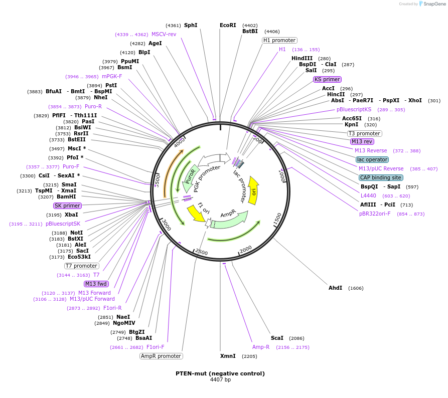 86646-plasmid-map-sequence-id-178012