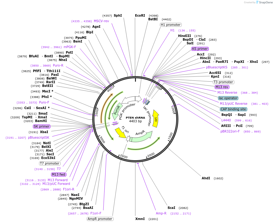 86645-plasmid-map-sequence-id-178013