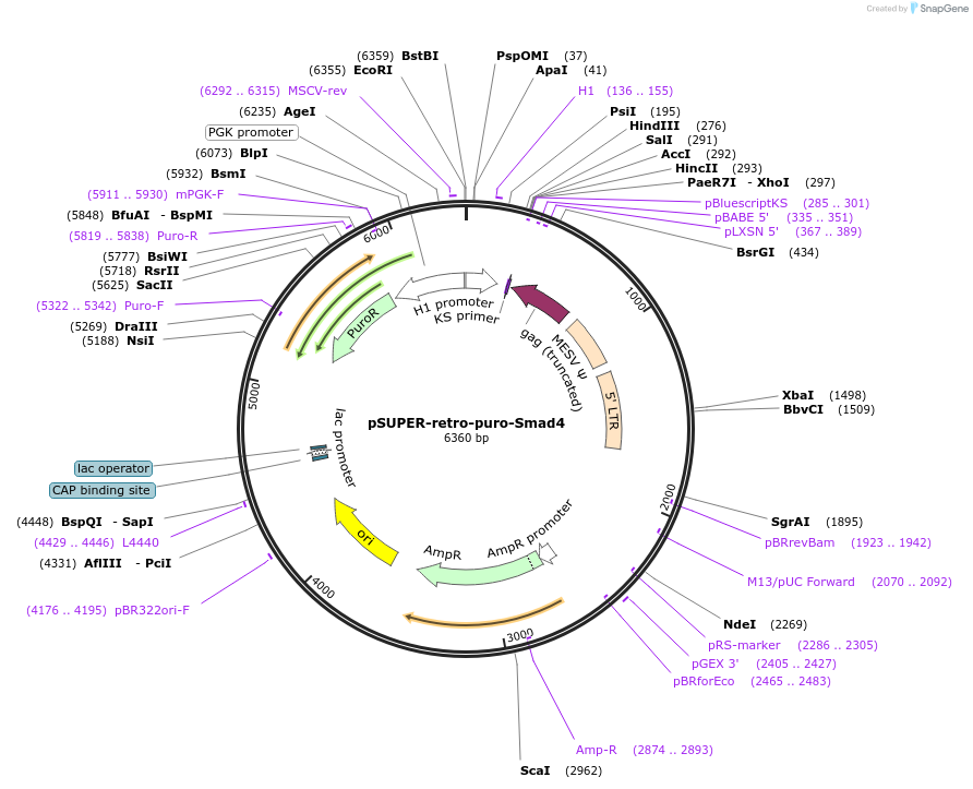 89829-plasmid-map-sequence-id-178035
