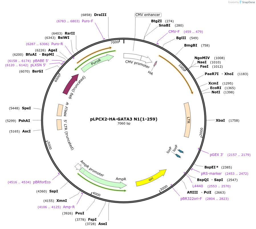 89830-plasmid-map-sequence-id-178040