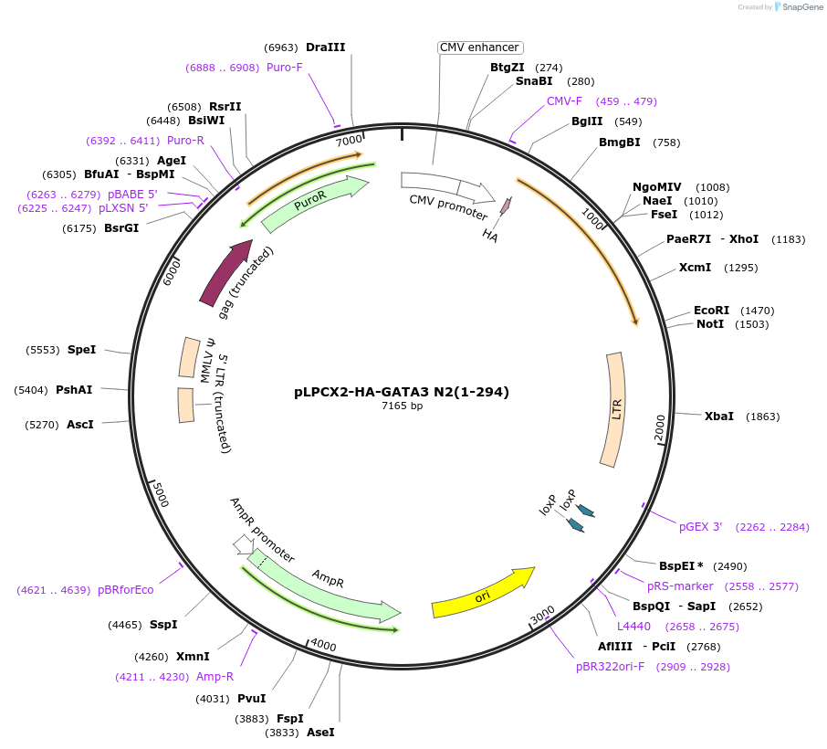 89831-plasmid-map-sequence-id-178041
