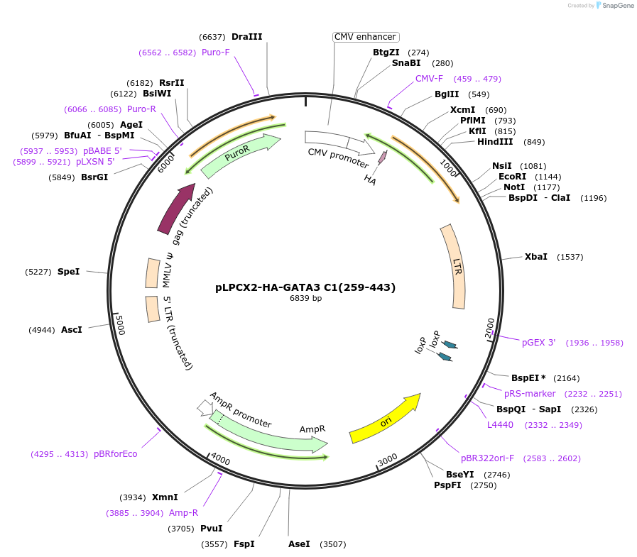 89832-plasmid-map-sequence-id-178043