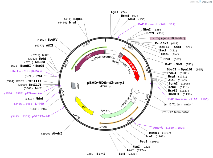 89987-plasmid-map-sequence-id-178046