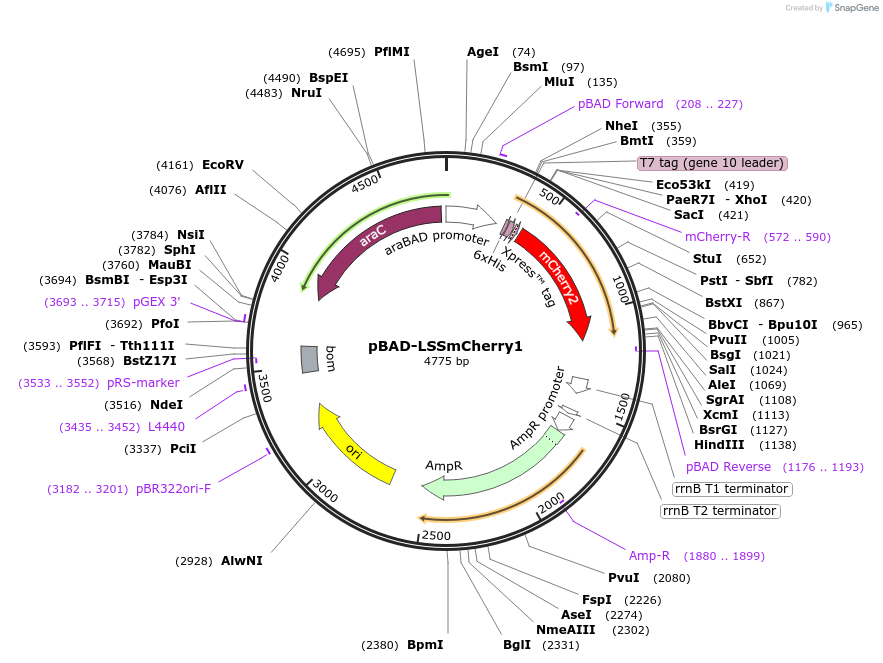 89986-plasmid-map-sequence-id-178047