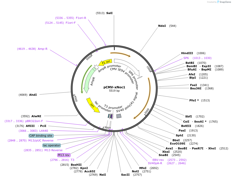 90458-plasmid-map-sequence-id-178049