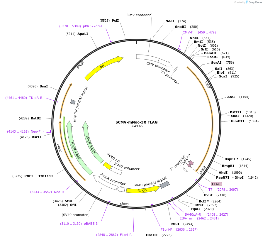 90465-plasmid-map-sequence-id-178050