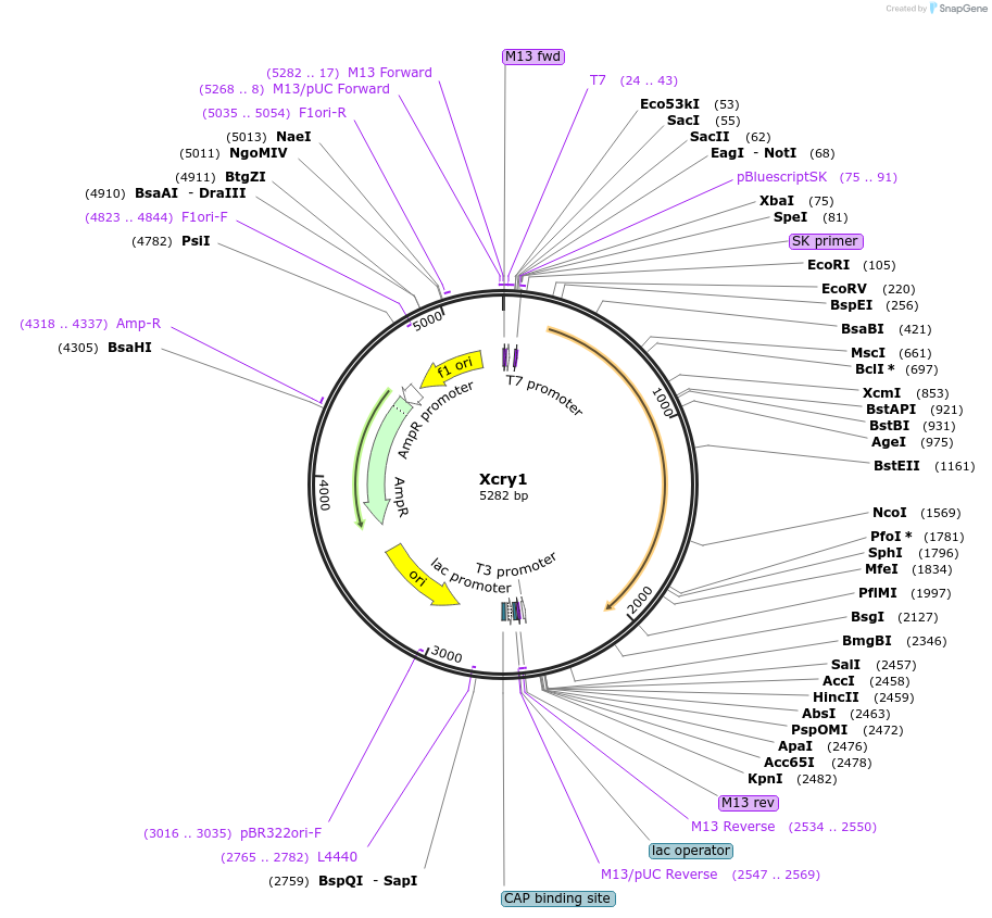 90461-plasmid-map-sequence-id-178051