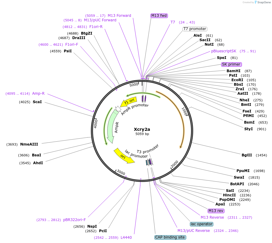 90462-plasmid-map-sequence-id-178053