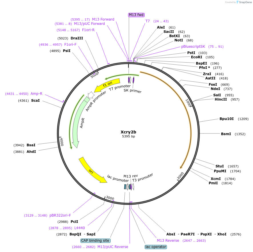 90463-plasmid-map-sequence-id-178054