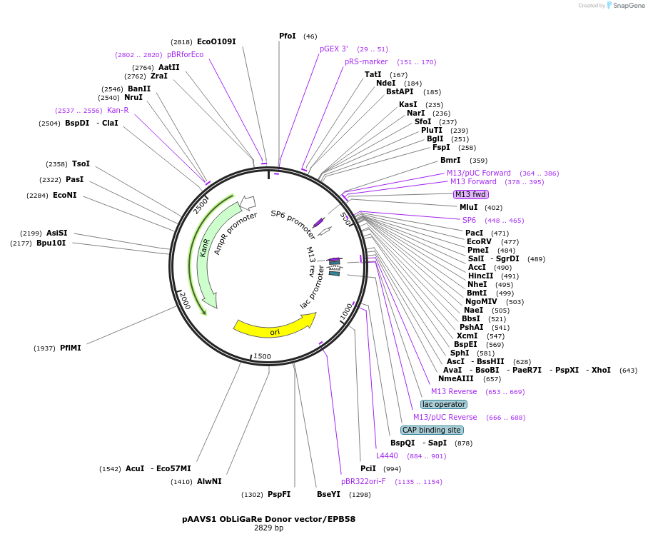 90016-plasmid-map-sequence-id-178057