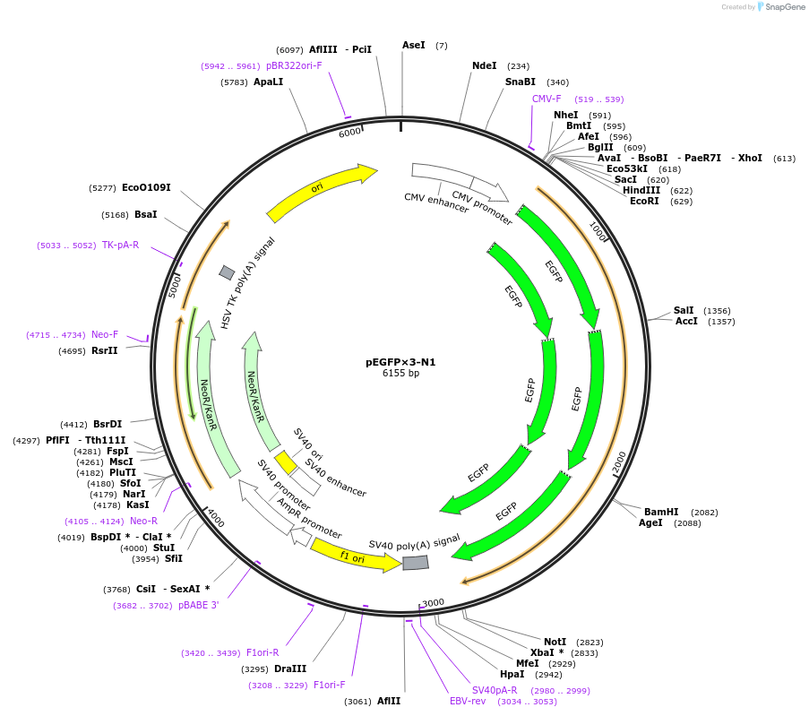 86776-plasmid-map-sequence-id-178058