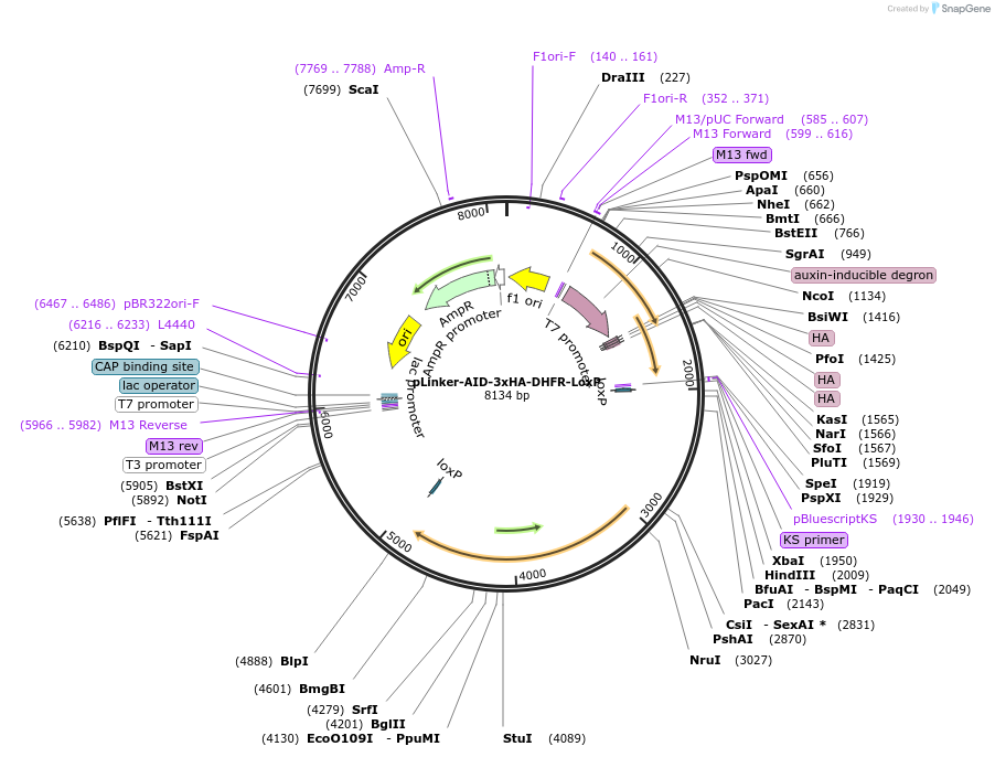 178063_map