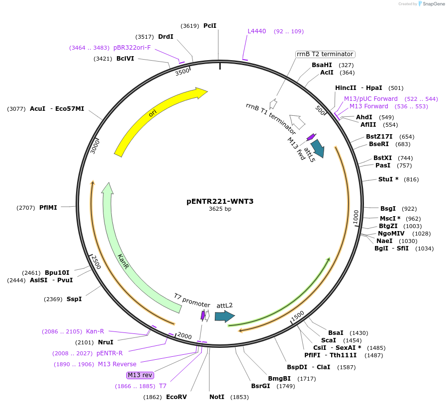 79500-plasmid-map-sequence-id-178073