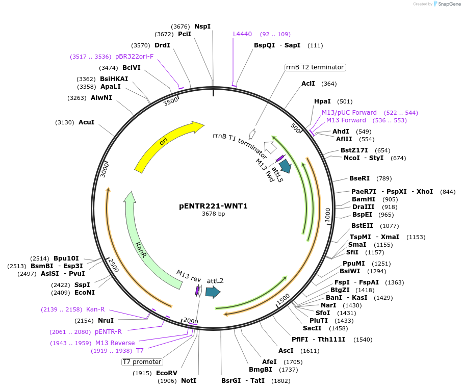 79499-plasmid-map-sequence-id-178075