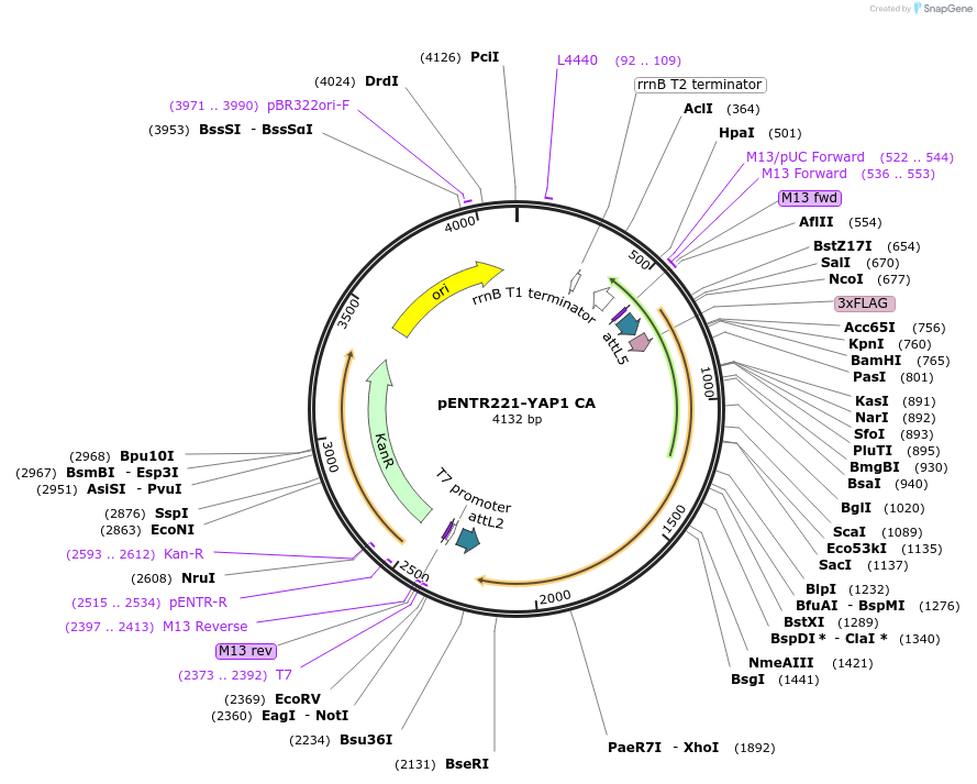 79502-plasmid-map-sequence-id-178078