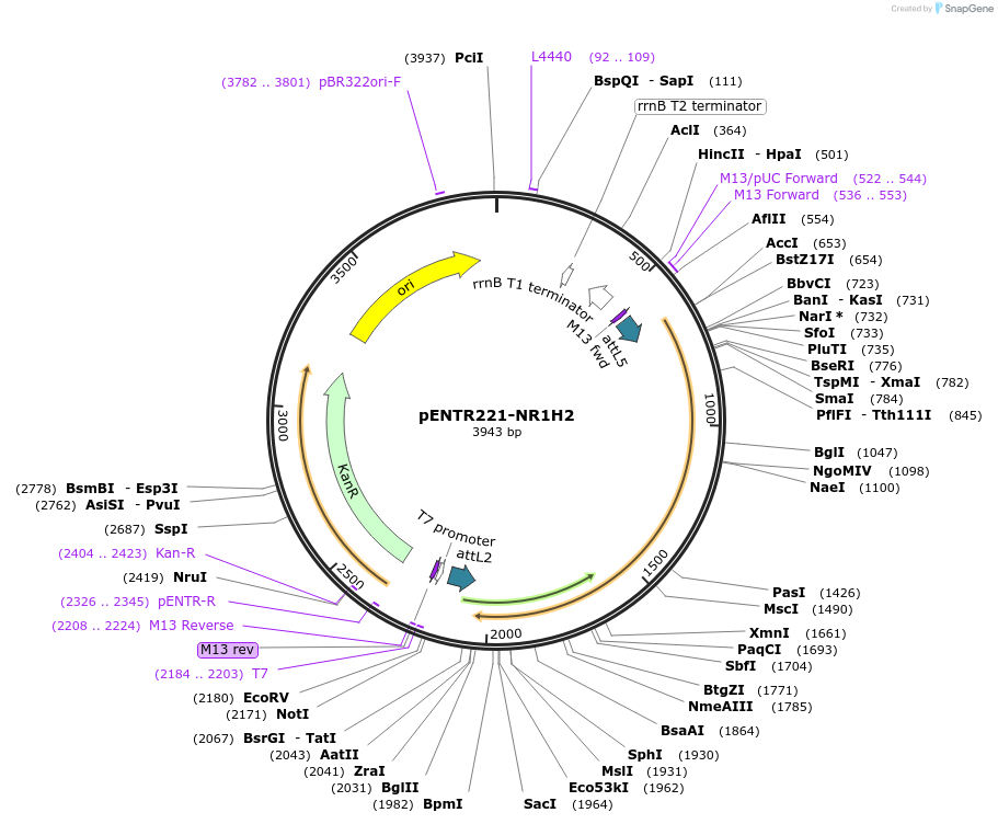 79513-plasmid-map-sequence-id-178081
