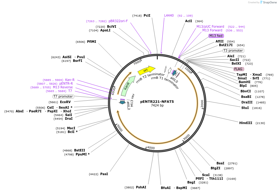 79506-plasmid-map-sequence-id-178084