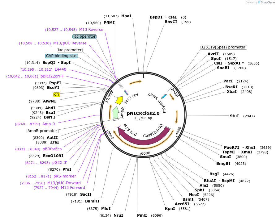 73228-plasmid-map-sequence-id-178086