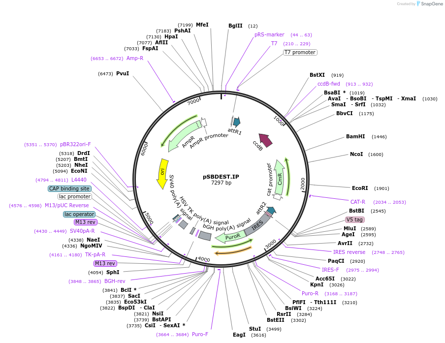 79472-plasmid-map-sequence-id-178088
