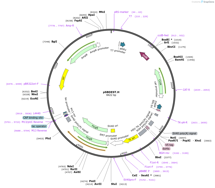 79464-plasmid-map-sequence-id-178089