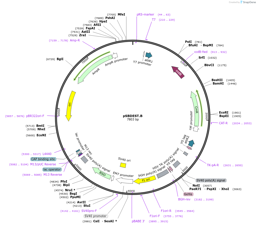 79460-plasmid-map-sequence-id-178092