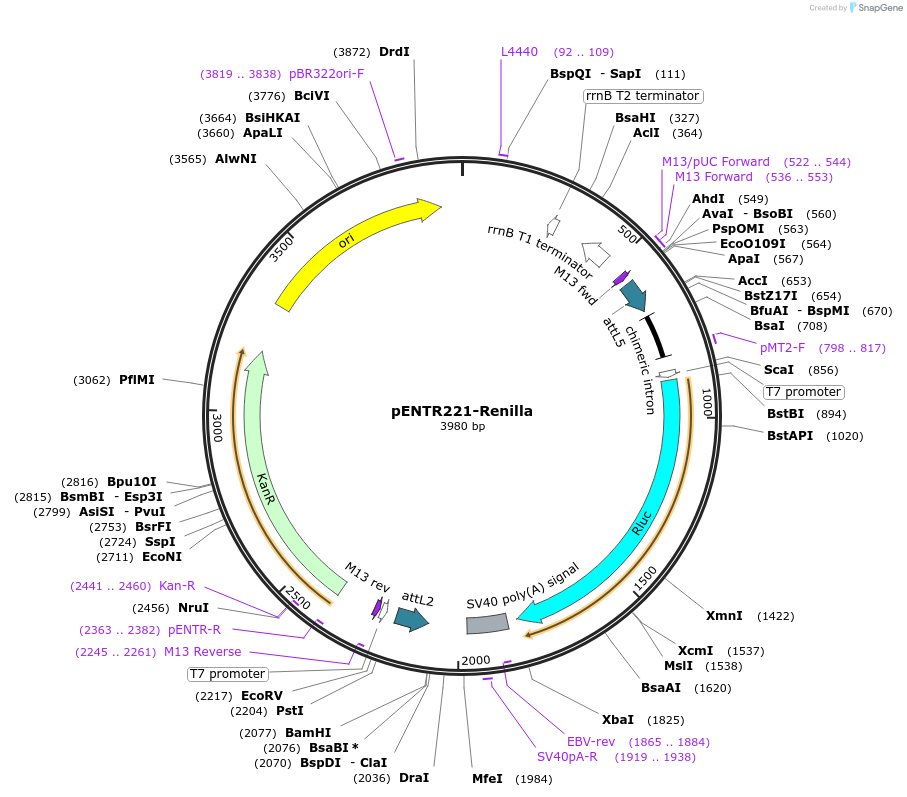 79496-plasmid-map-sequence-id-178093