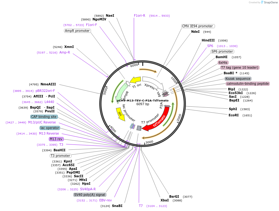 92389-plasmid-map-sequence-id-178097