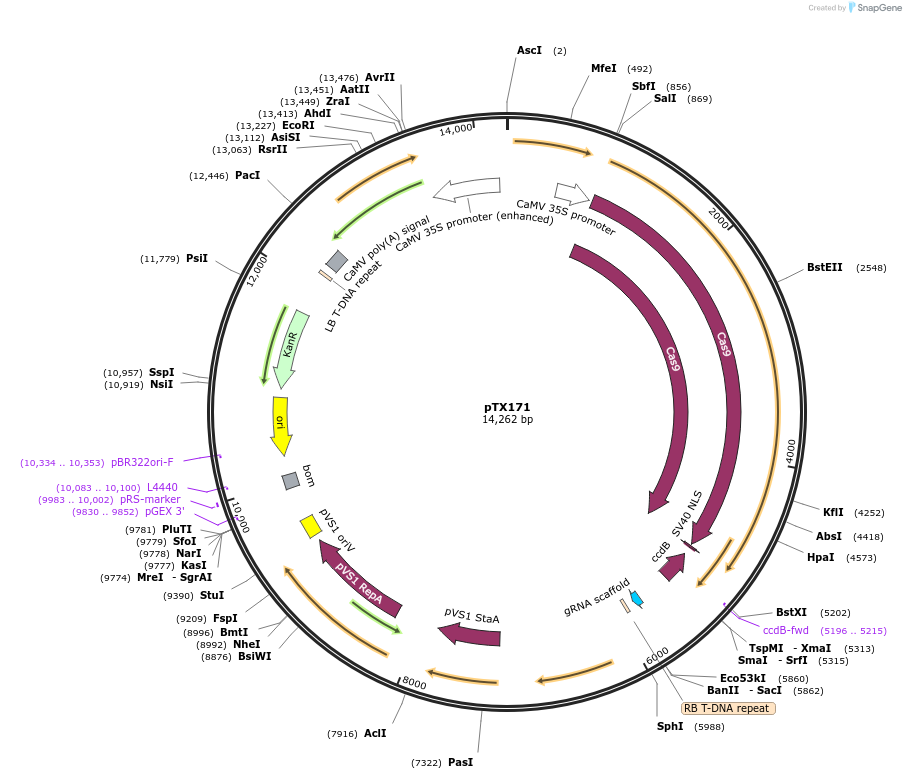 89258-plasmid-map-sequence-id-178115