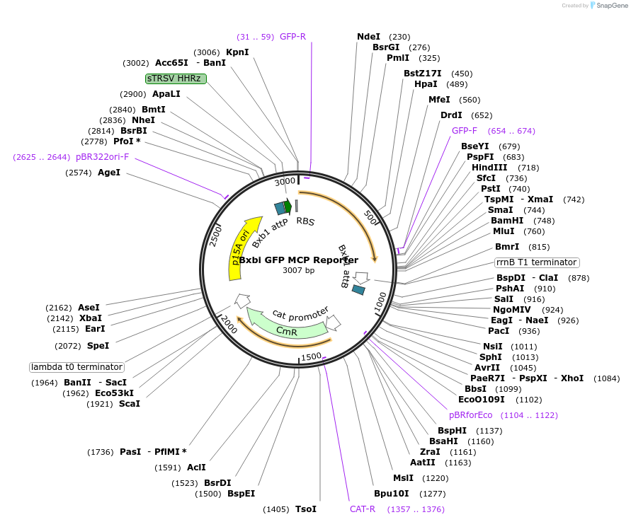 78225-plasmid-map-sequence-id-178133