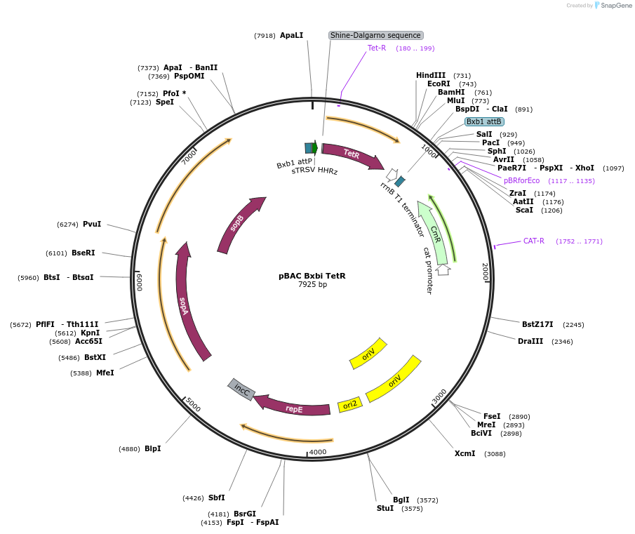 78226-plasmid-map-sequence-id-178135