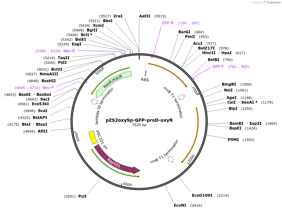 78224-plasmid-map-sequence-id-178137