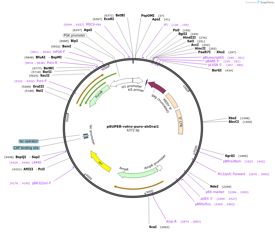 89933-plasmid-map-sequence-id-178142