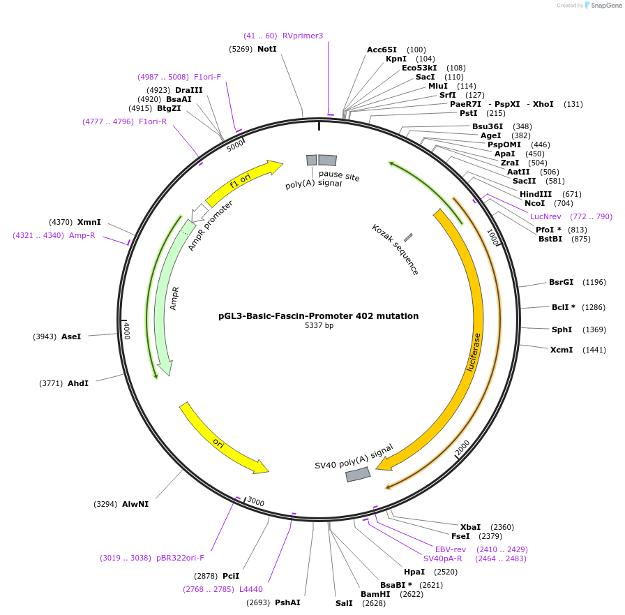 89825-plasmid-map-sequence-id-178143