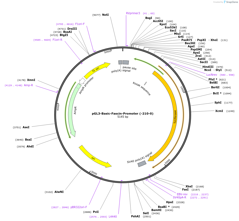 89826-plasmid-map-sequence-id-178144