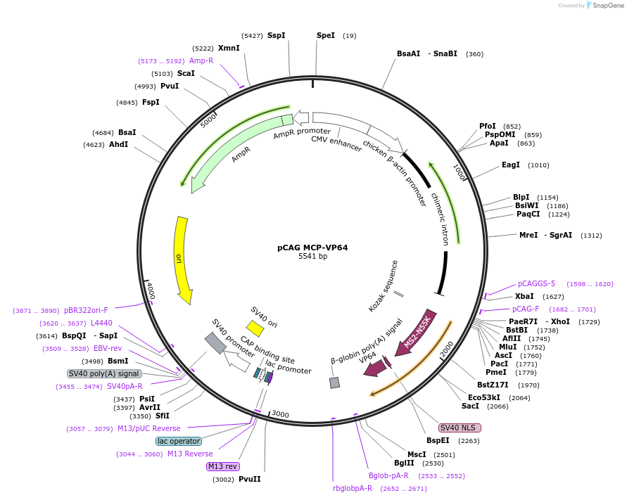 92357-plasmid-map-sequence-id-178154