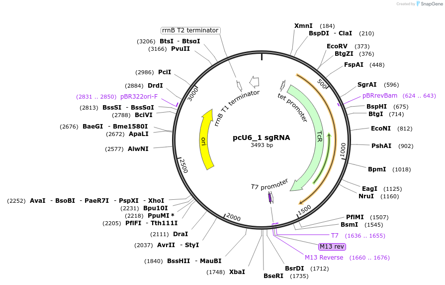 92395-plasmid-map-sequence-id-178155