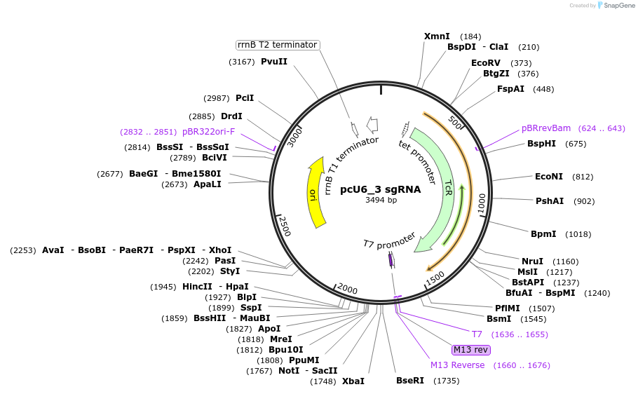 92359-plasmid-map-sequence-id-178156