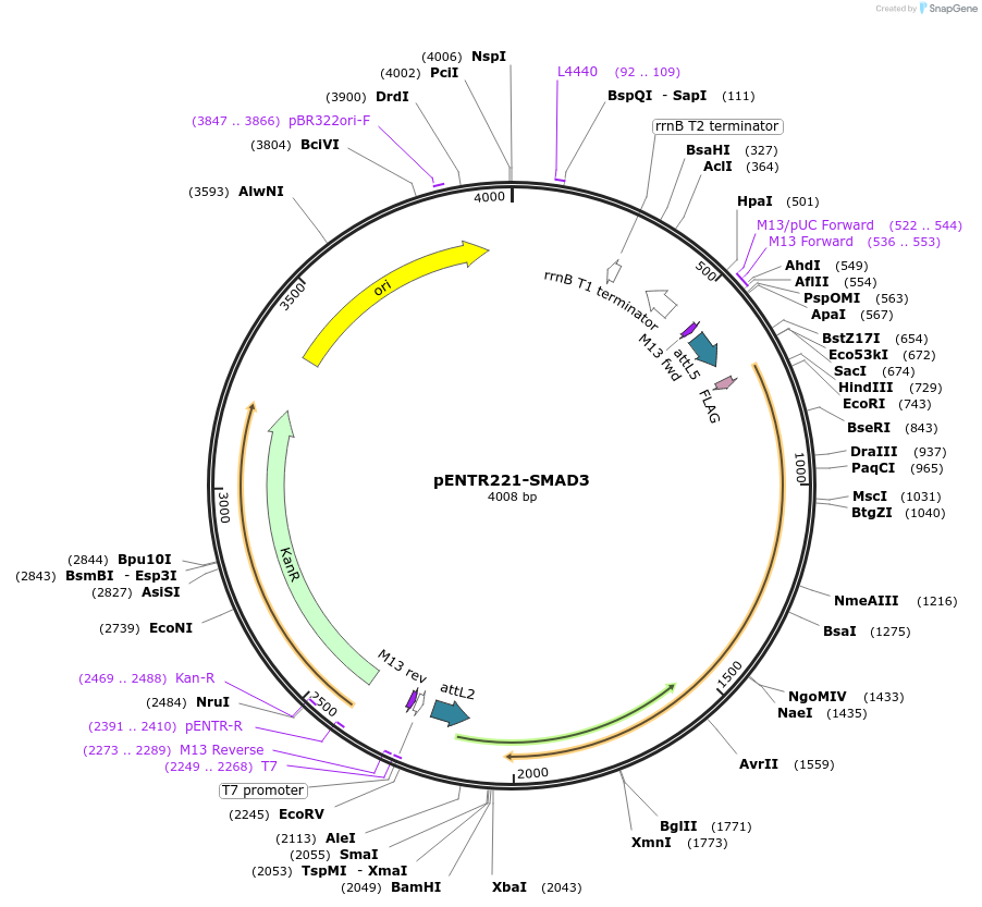 79507-plasmid-map-sequence-id-178163